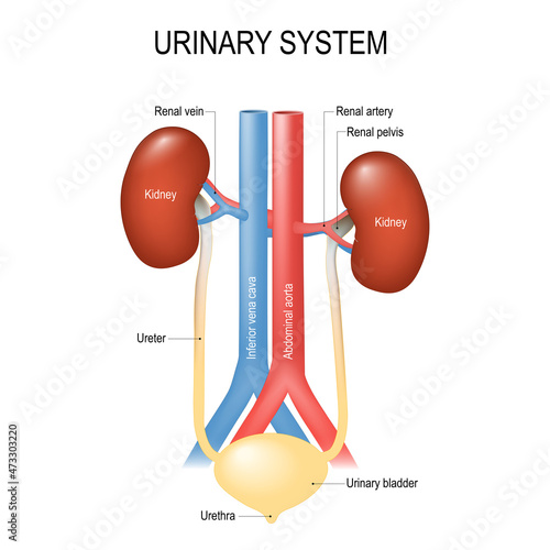 Urinary system anatomy