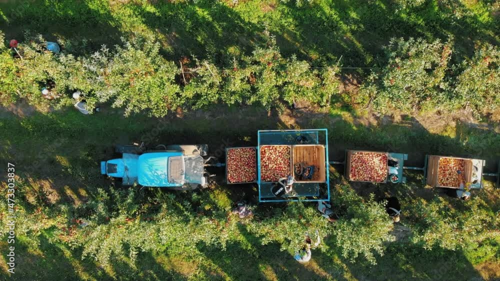 apple farming. apple harvest. apple trees. apple crop. apple orchard. aero, top view. organic food. apple farming. apple harvest. apple trees. apple crop. apple orchard. aero, top view. organic food.