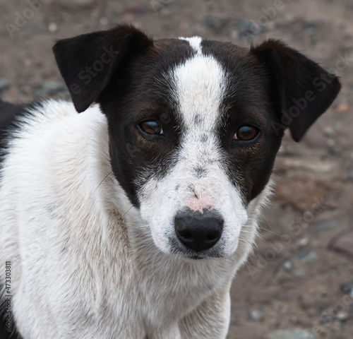 sad look of black and white dog