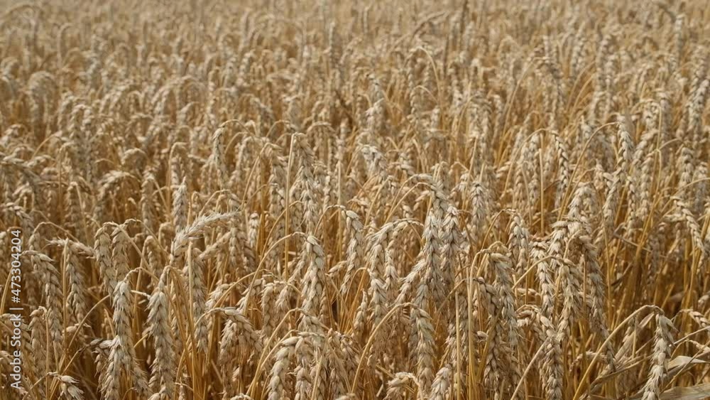 ripe wheat in the field at harvest ripe wheat in the field at harvest