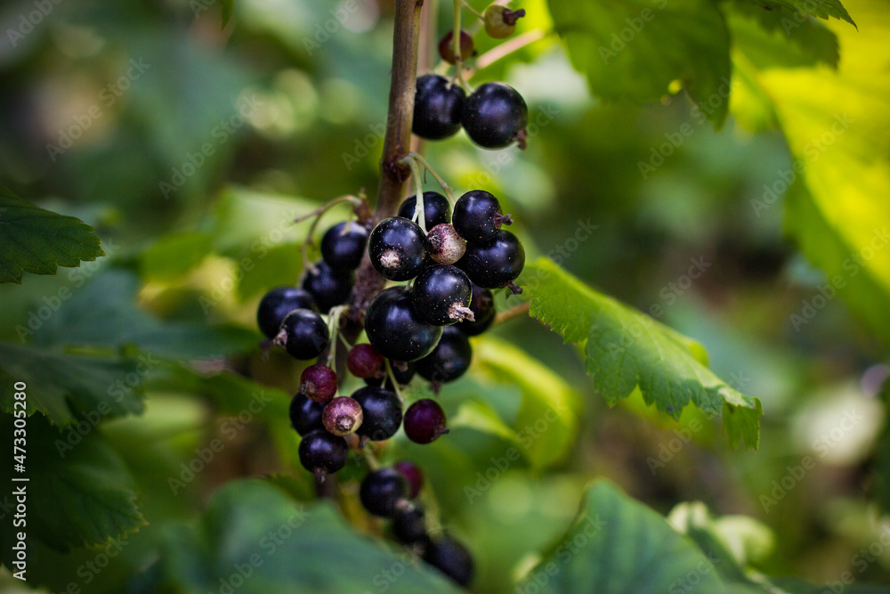 Ripe black currant on green bunch. Harvest at countryside Ripe black currant on green bunch. Harvest at countryside