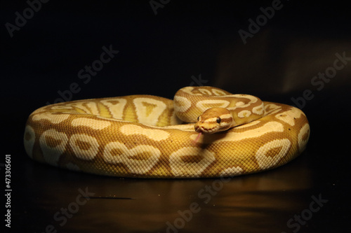 The King python (python regius), morph Banana Mojave male maker.