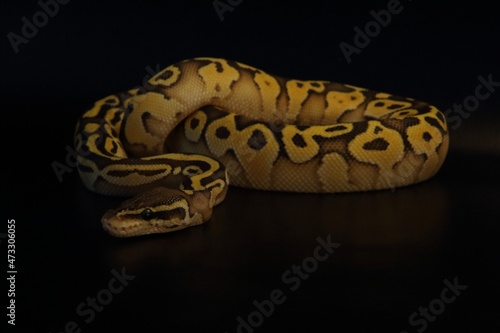 The King python (python regius), morph Lesser Pastel. photo