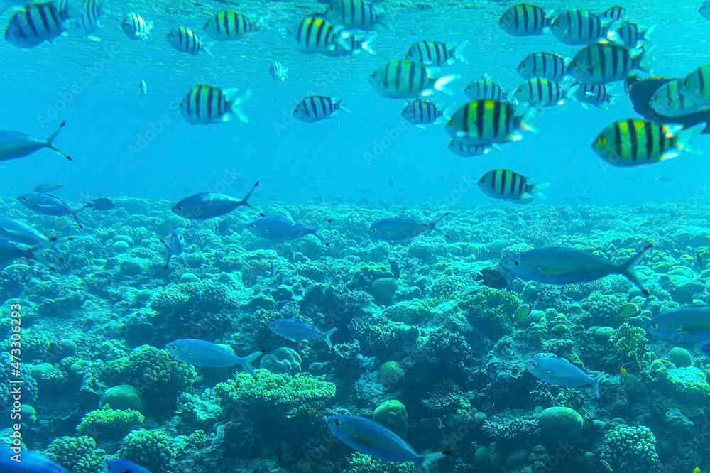 Fototapeta premium Abudefduf vaigiensis. School of tropical fish on the corals of the Red Sea