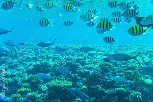  Abudefduf vaigiensis. School of tropical fish on the corals of the Red Sea