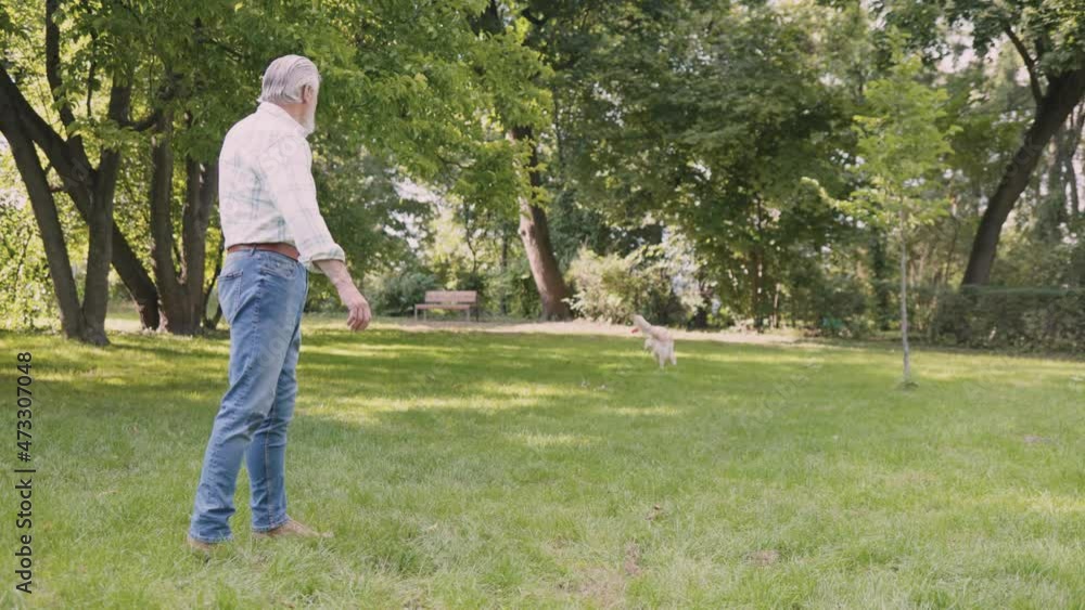 Full length view of the happy senior man playing with his retriever dog in sunny summer park while throwing frisbee and having fun Full length view of the happy senior man playing with his retriever dog in sunny summer park while throwing frisbee and having fun