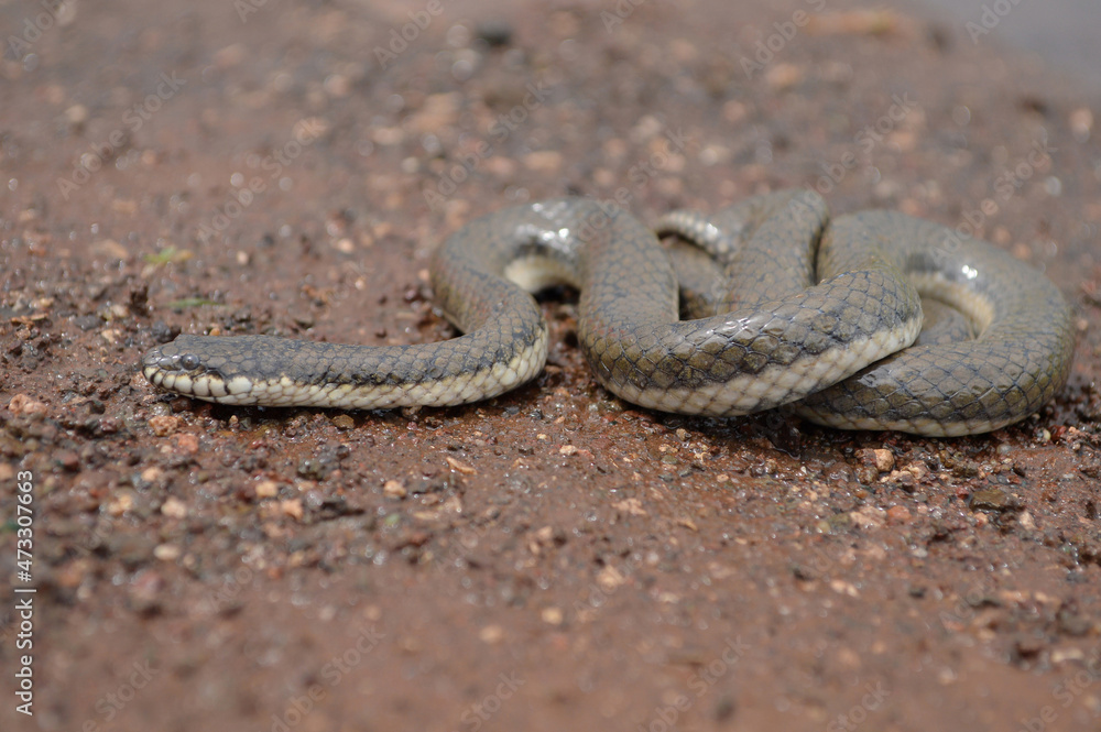 Glossy marsh snake, Gerarda prevostiana, Mumbai, Maharashtra, India. he species is endemic to Asia. It is the only species in the genus Gerarda. Glossy marsh snake, Gerarda prevostiana, Mumbai, Maharashtra, India. he species is endemic to Asia. It is the only species in the genus Gerarda.