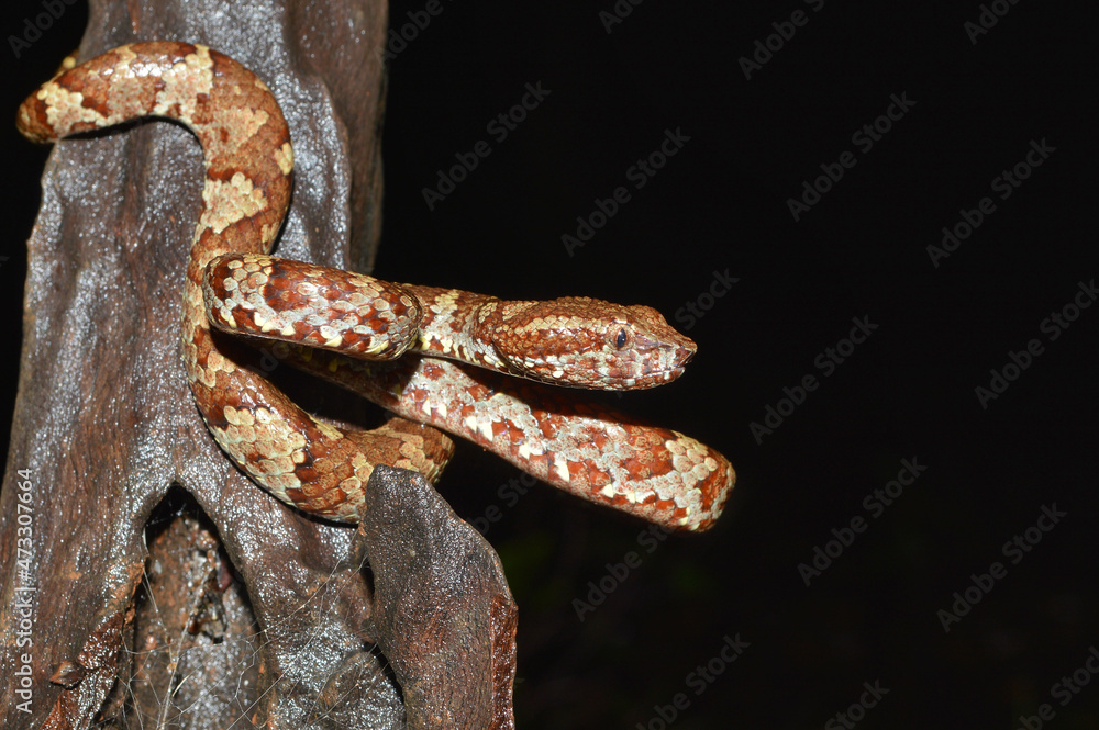 Brown morph of Malabar pit viper, Craspedocephalus malabaricus, Amboli Maharashtra, India Brown morph of Malabar pit viper, Craspedocephalus malabaricus, Amboli Maharashtra, India