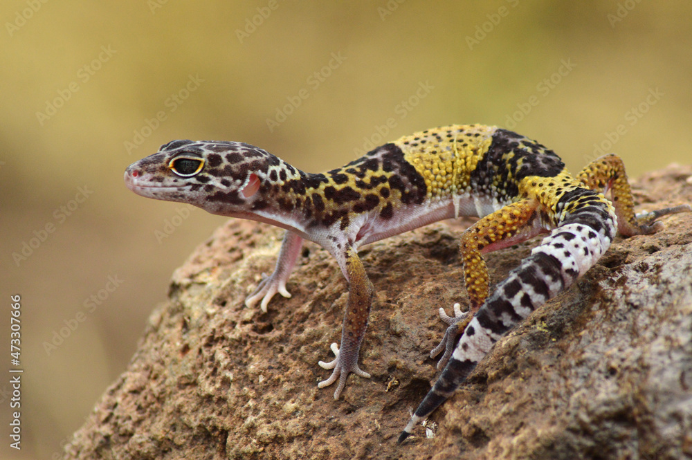Indian leopard gecko, Eublepharis fuscus, Baramati, Maharashtra, India Indian leopard gecko, Eublepharis fuscus, Baramati, Maharashtra, India