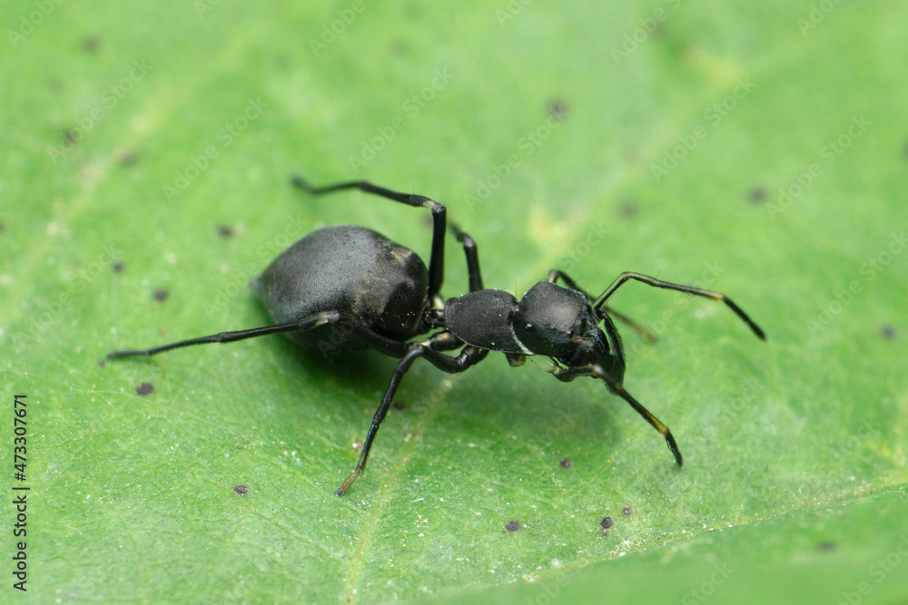 Ant mimic spider black color on leaf close-up, Myrmarachne species, Satara, Maharashtra, India Ant mimic spider black color on leaf close-up, Myrmarachne species, Satara, Maharashtra, India