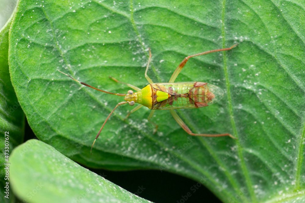 Green stink bug insect or green soldier bug. Family Pentatomidae, Satara, Maharashtra, India Green stink bug insect or green soldier bug. Family Pentatomidae, Satara, Maharashtra, India