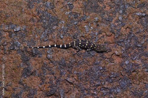 Bombay Leaf-toed Gecko, Hemidactylus prashadi, Amboli Maharashtra, India. Endemic to the Western Ghats of India.