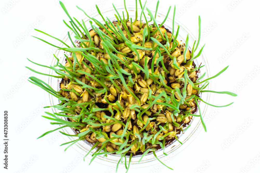 Fototapeta premium Grass on the white background