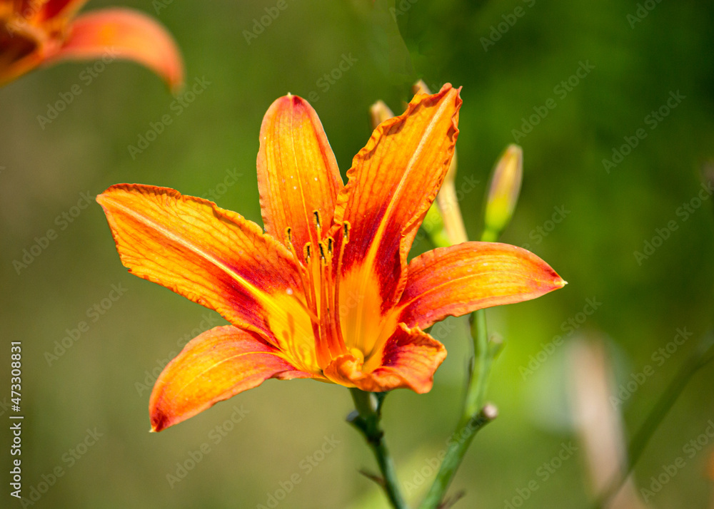 Beautiful orange-yellow daylilies in the summer garden. Beautiful orange-yellow daylilies in the summer garden.