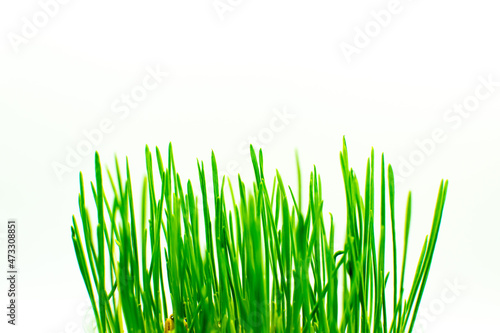 Grass on the white background