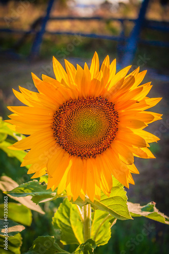 sunflower in the field