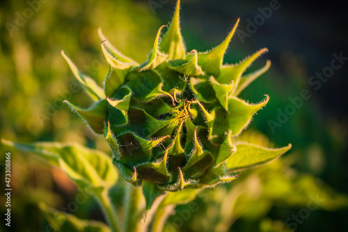 close up of a flower