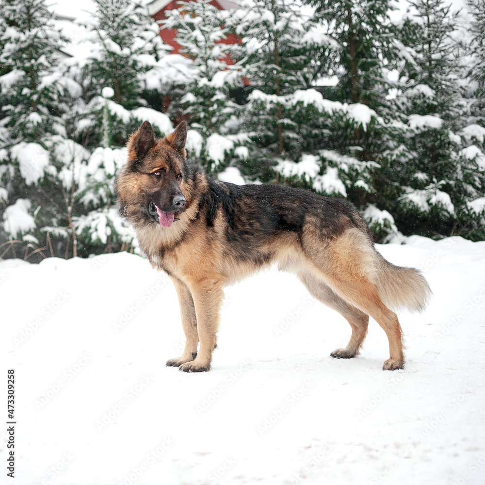 Large dog german shepherd in the forest in winter in the snow