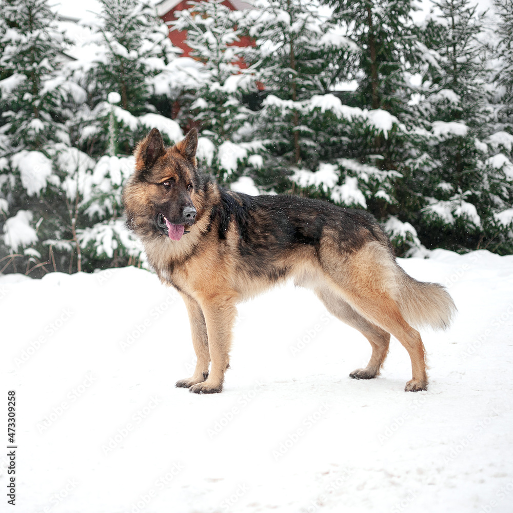 Large dog german shepherd in the forest in winter in the snow Large dog german shepherd in the forest in winter in the snow