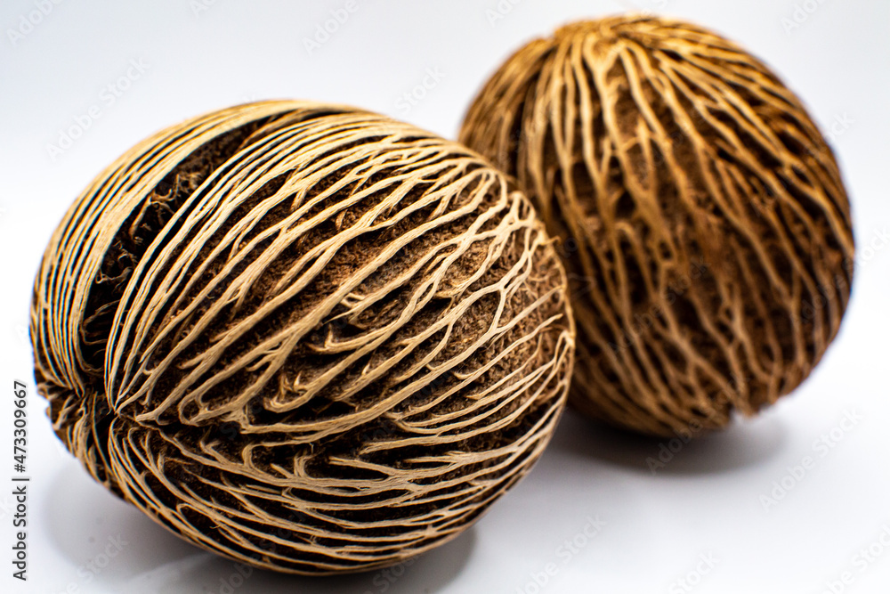 cerbera dried seed on white background cerbera dried seed on white background