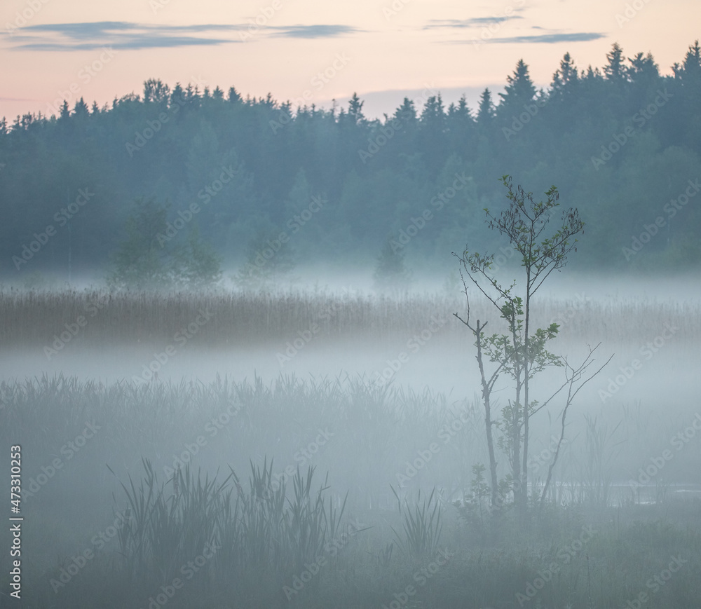 Fototapeta premium misty morning on the river