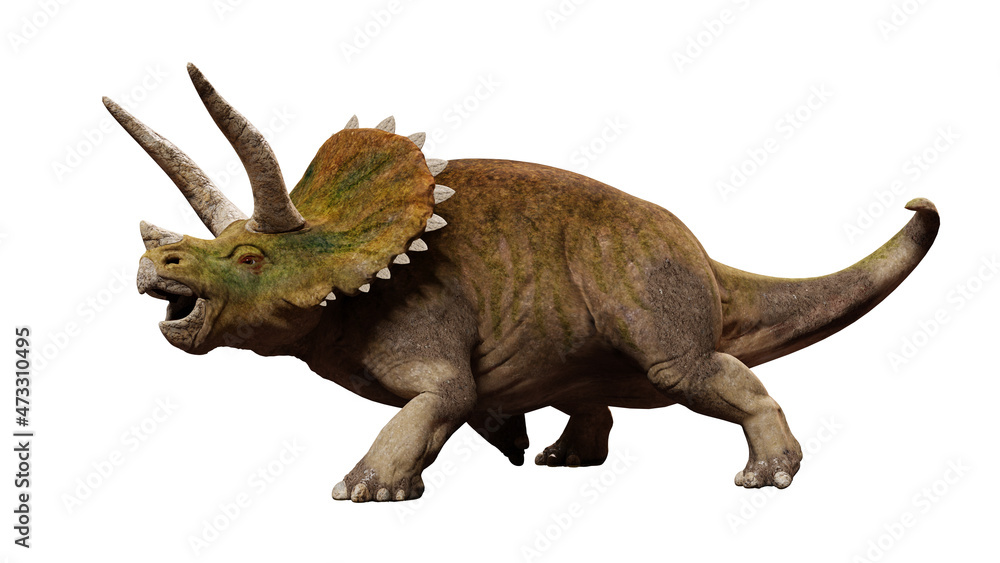 Triceratops horridus, dinosaur from the Late Cretaceous period isolated on white background, front view