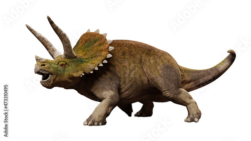 Triceratops horridus, dinosaur from the Late Cretaceous period isolated on white background, front view © dottedyeti