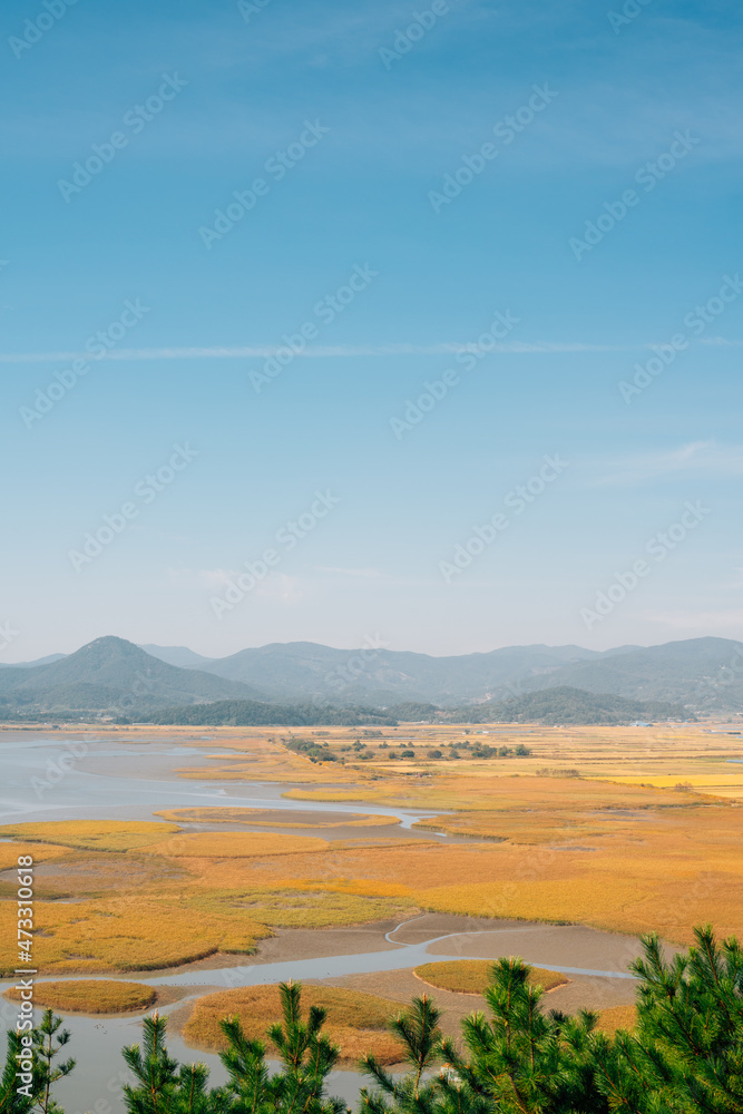 Panoramic view of Suncheonman Bay wetland at autumn in Suncheon, Korea Panoramic view of Suncheonman Bay wetland at autumn in Suncheon, Korea