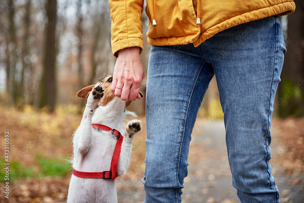 Fototapeta premium Jack Russell terrier dog with owner walking in autumn park. Pet care