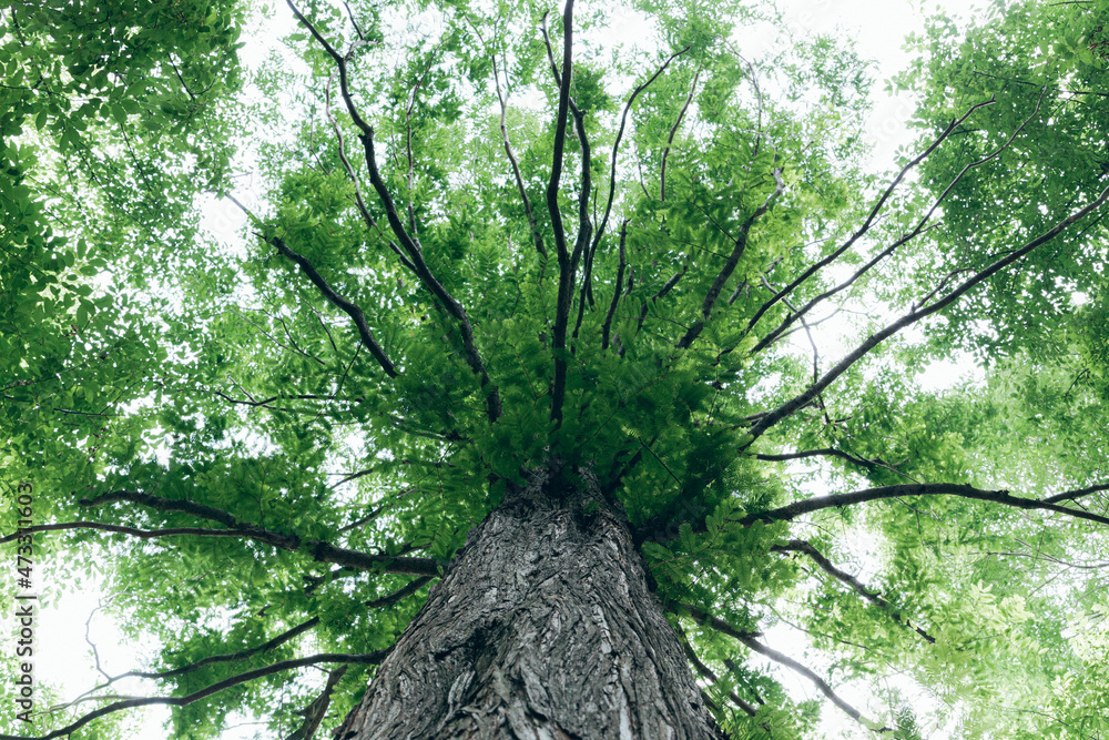 Fototapeta premium The dense tree that I saw from the bottom.