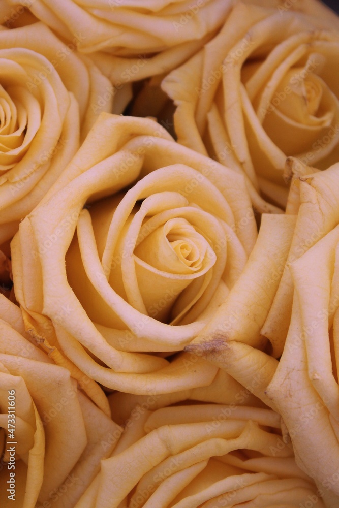 Pink gold rose closeup Pink gold rose closeup