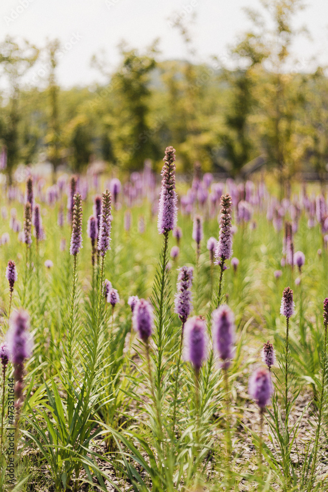 Naklejka premium A field full of purple flowers.