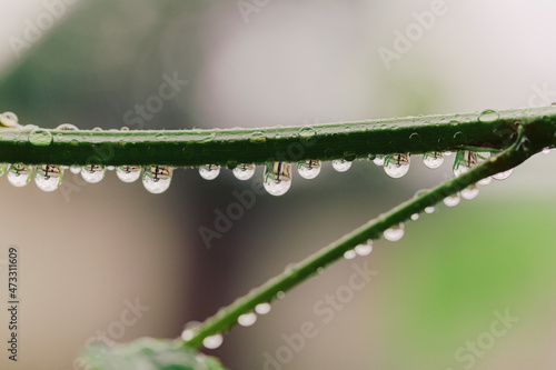 Drops of water on the stem of a plant.