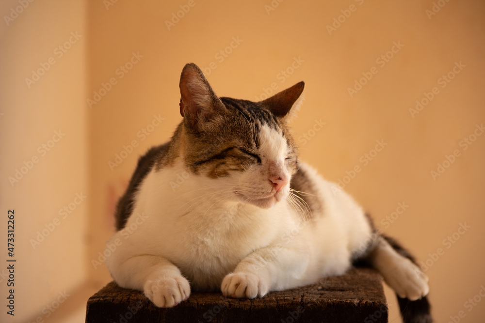 Um gato malhado, deitado sobre uma superfície de madeira com fundo na cor amarela.