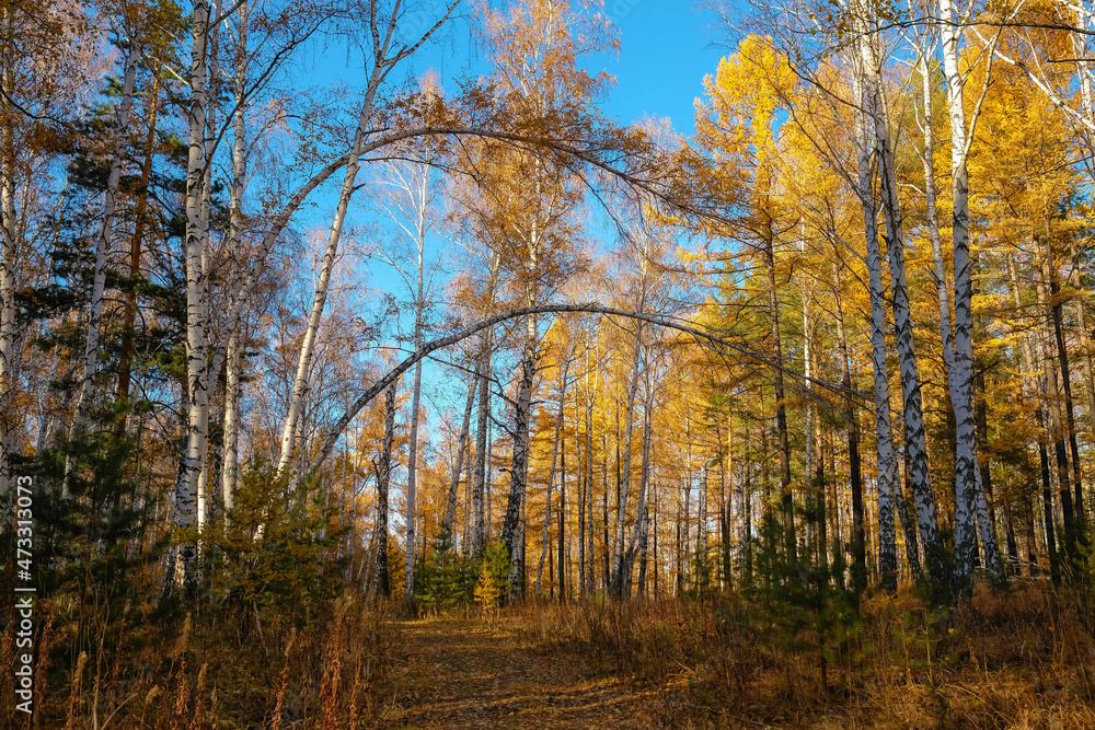 Autumn forest in a mixed forest. Blue sky, blurred background, no people