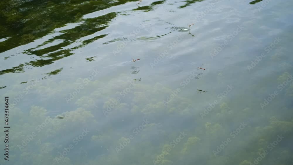 Dragonflies fly over the pond. The breeding season. Dragonflies fly over the pond. The breeding season.