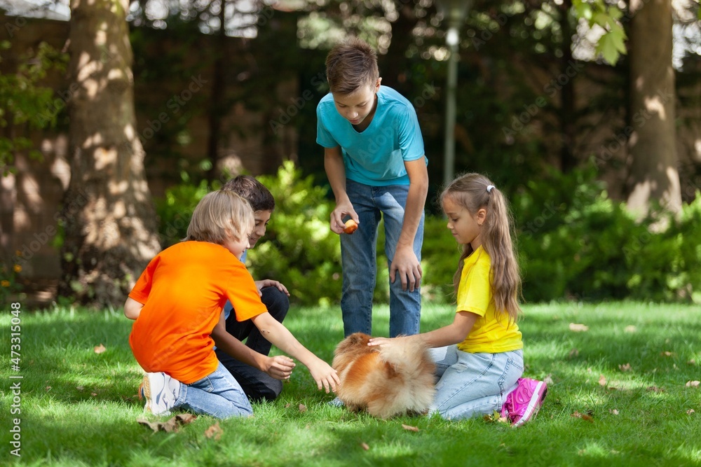 Obraz premium Child Having fun Playing with Cute Little Dog in park.Fluffy Smart Puppy, teach and train it Commands. Sunny Summer Day