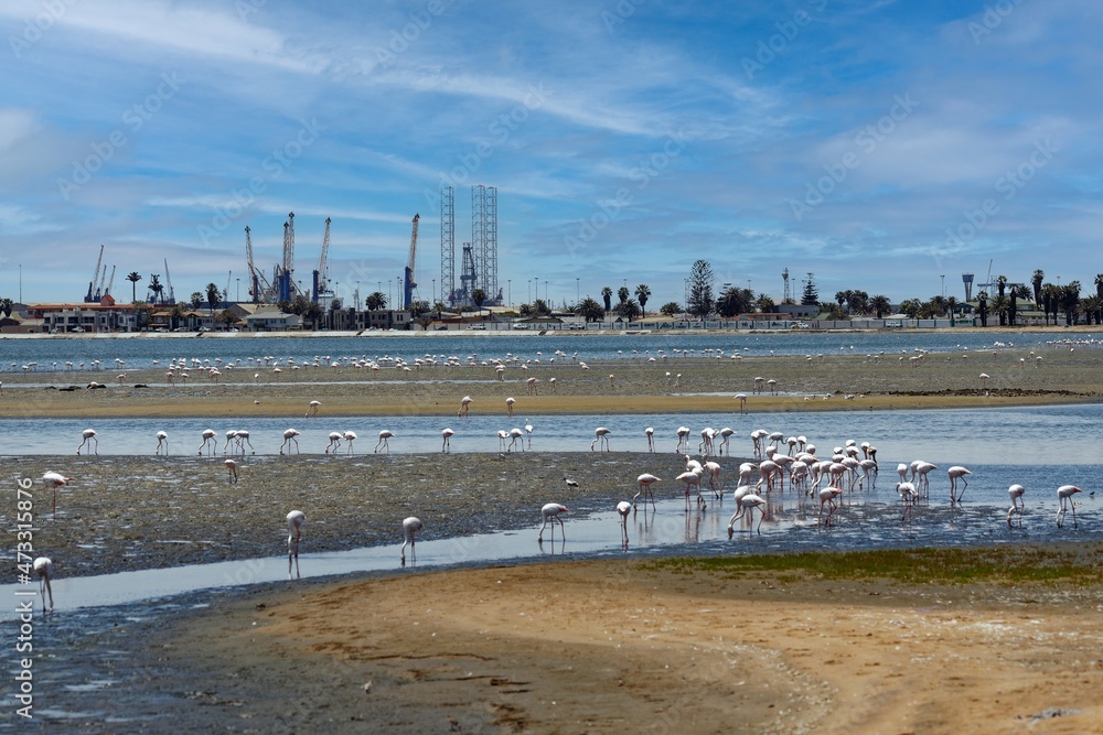 Fototapeta premium Flamingos in Walfishbay