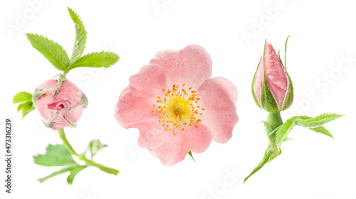 Tableau sur toile Dog rose (Rosa canina) flowers isolated on white background