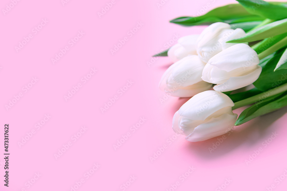 white and white tulips on pink background and copy space...