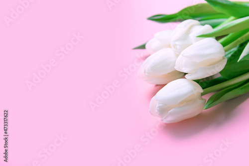 Fototapeta Naklejka Na Ścianę i Meble -  white and white tulips on pink background and copy space...