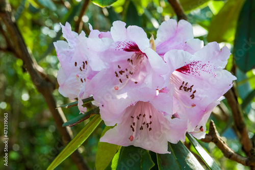 Beautiful light pink bunch of Rhododendron geraldii flower with crimson blotches. photo