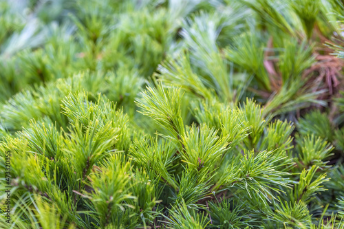 Fluffy textured leaves of evergreen coniferous tree