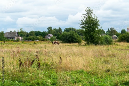 Russia, Staraya Russa, August 2021. Rural landscape with a cow on the field on a summer day.