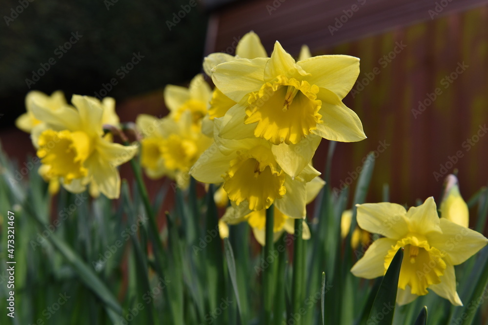 Obraz premium Close up view of daffodil flowers in a garden in spring