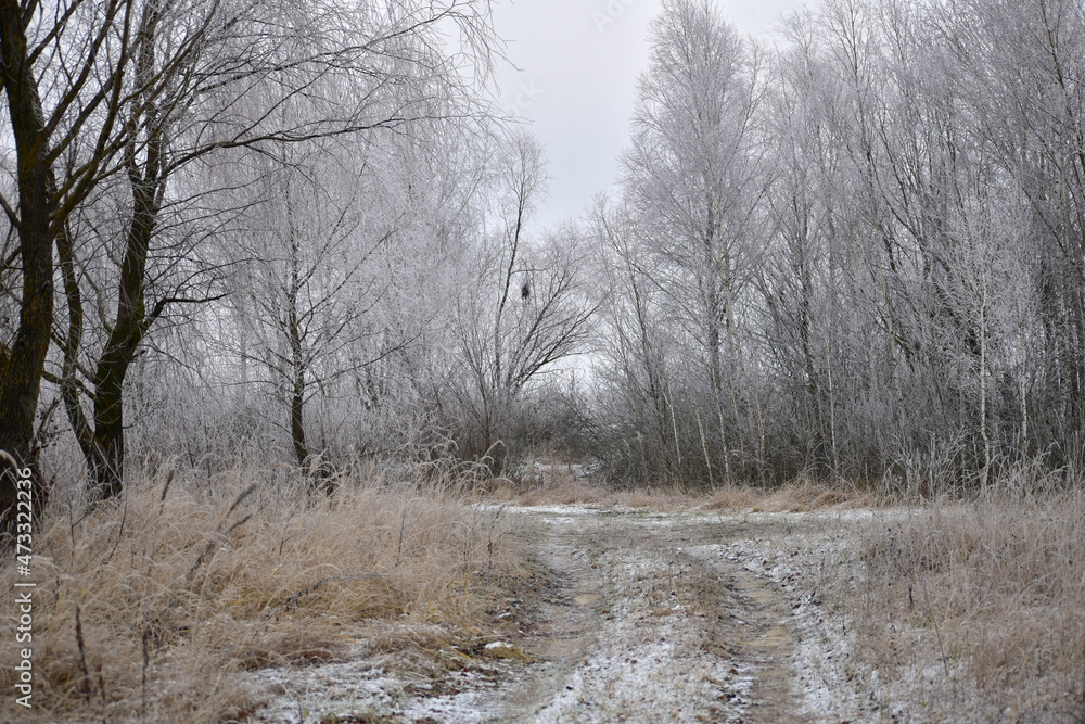 Winter. Road and trees on the side of the road. Frost. Winter. Road and trees on the side of the road. Frost.