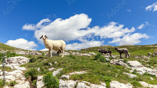 Group of sheep on a pasture in the Italian Alps