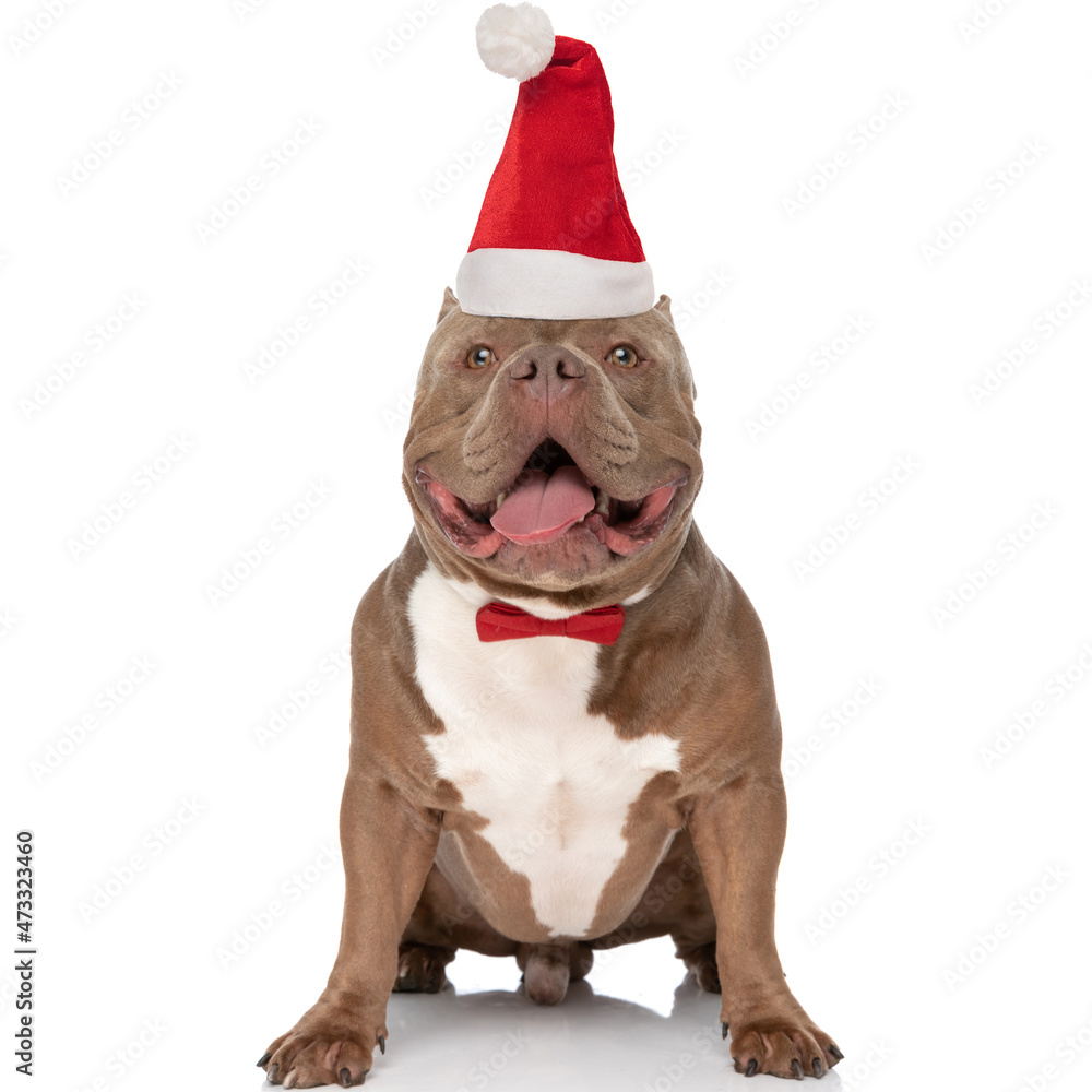 happy american bully with christmas hat and bowtie panting and looking up happy american bully with christmas hat and bowtie panting and looking up