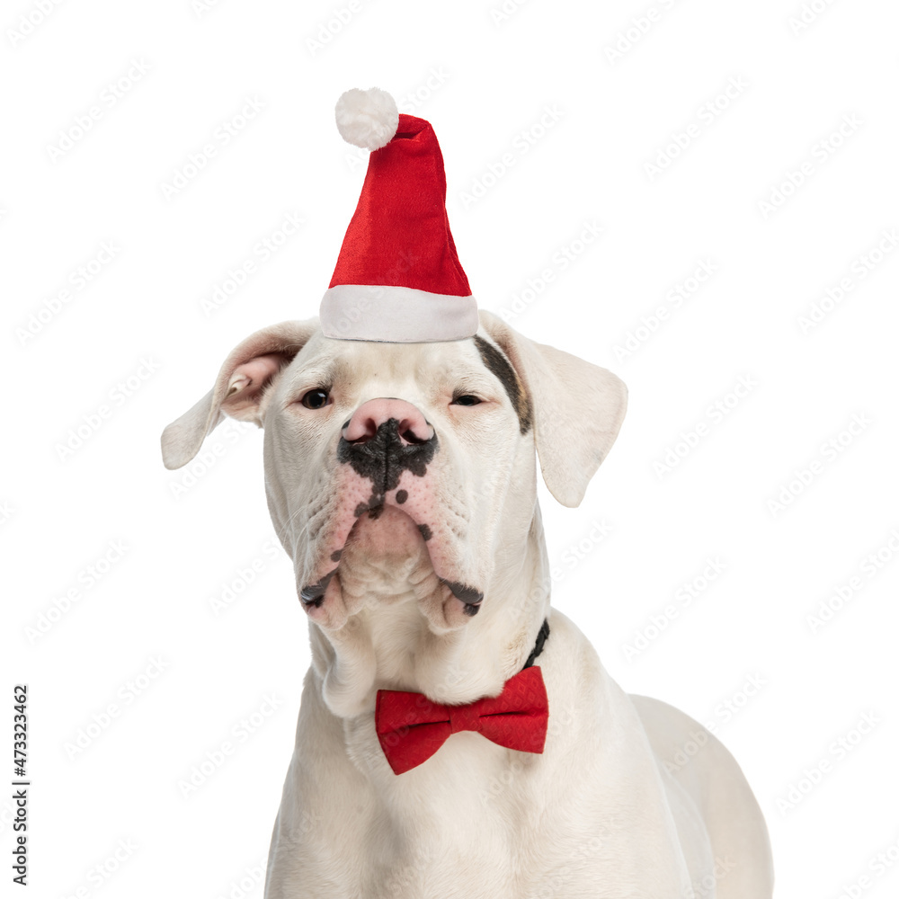 lovely american bulldog dog wearing christmas hat and bowtie