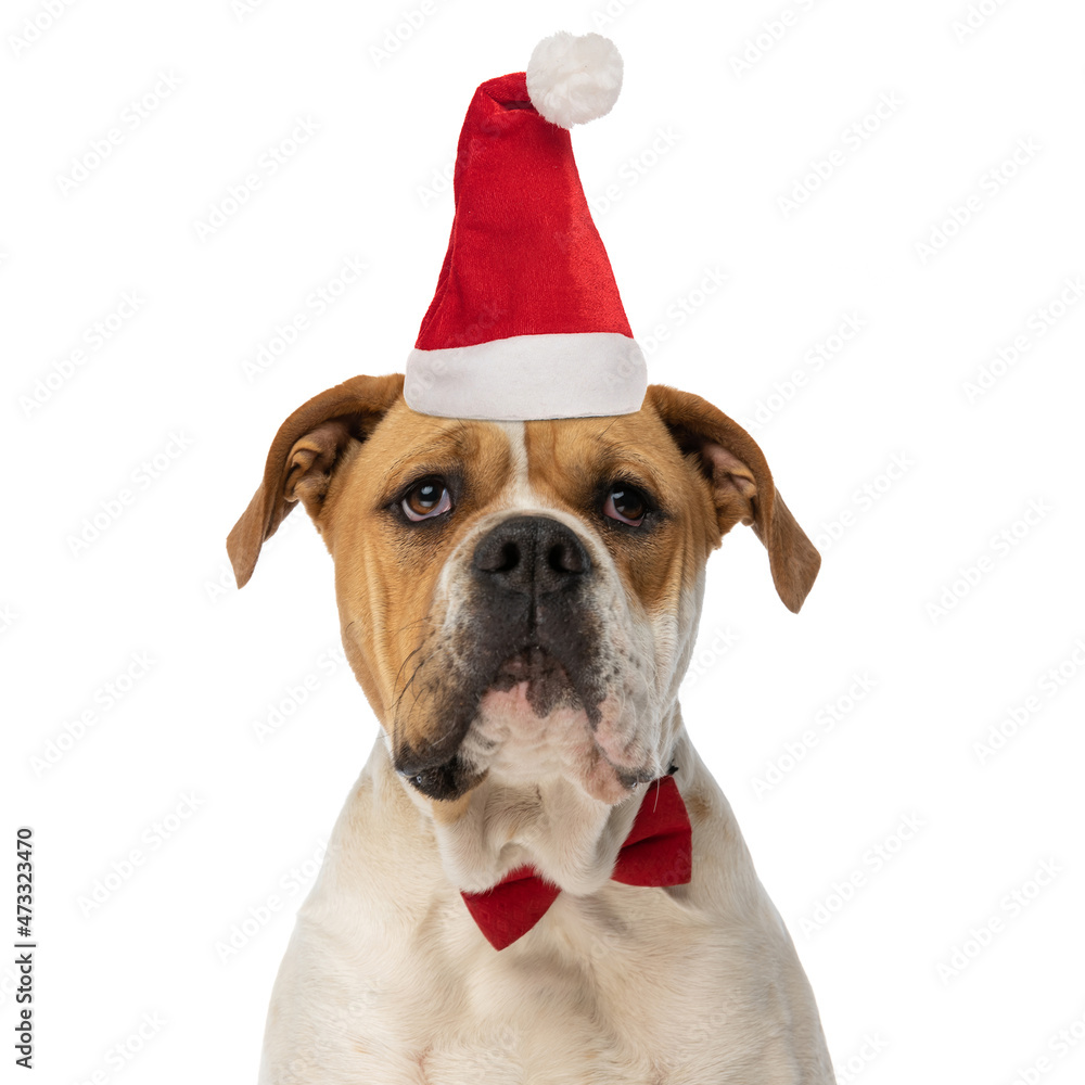 elegant american bully dog with christmas hat and bowtie looking up